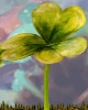 File:HP Clover.png