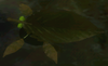 P2NY Skitter Leaf.png