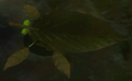 P2NY Skitter Leaf.png