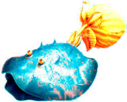 Tropical Bloyster.png
