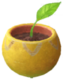 Appearance of a yellow seedling ().
