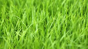 Green-grass w.jpg