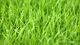 Green-grass w.jpg