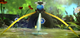Appearance of the Blue Onion in Pikmin 3 ().